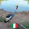 robertotraica