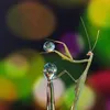 simplefly