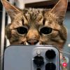 kucing_malay10
