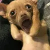 hongbietnua0w0