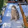 dyspaszer