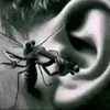 booponstrings