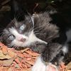 pootsfamilykittys
