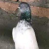jhelumpigeonlover