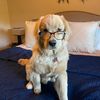 goldenteddybear1