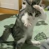 hypnowticat