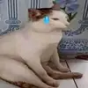 zelrlzstmf