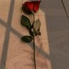 hannah_1553