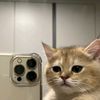 ussycat_01