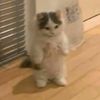 baby_bibi6