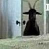 lambyramos