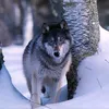 wolf_wolf_wolf