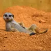chillaxno01