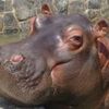 hippopotamus888