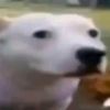 steventhebeastlol