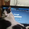 dha_is