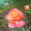 dathaonguyen03