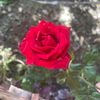 jaynepal98769