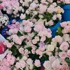 ngocthanh827