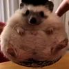 djagadjag