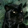 rosepanther