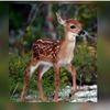 habeba_formel