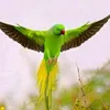 chaudhrayimran