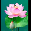 thanhtam668899