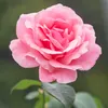 sagal124356