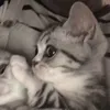 luxisq_