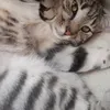 patchacha3