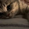cutie_pie_367