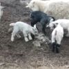 goat_m0m