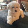 rubythebichon