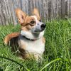 elliethecorgi70