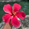 drialoveszya_