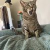 twocatsranch