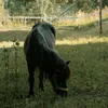 ponit_5