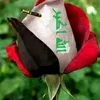 adnanbrahimi1