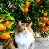 marsicat1