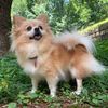 faiththetravelpom