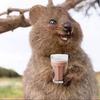 quokkas_arethebestanimal