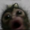 .lucilette