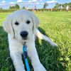mondaythegolden