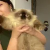 momomingmong