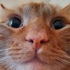 toonces_the_orange_cat