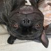 bearthetiktokfrenchie
