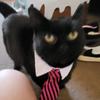 business_.cat