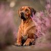 hermann_the_ridgeback