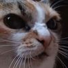 angrycat1999